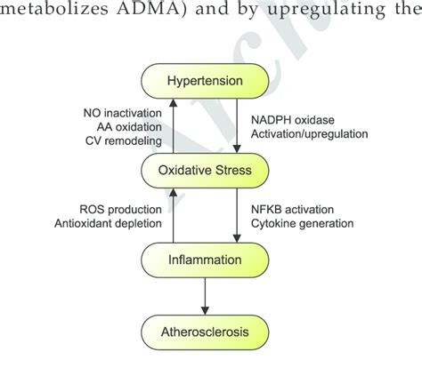 Interconnection Of Hypertension Oxidative Stress Inflammation And