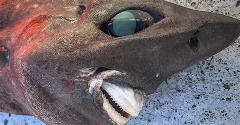 Bizarre Looking Shark Found Ft Under The Sea Called Stuff Of