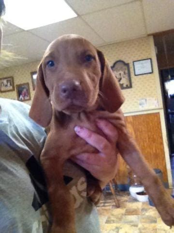 Our next litter is planned for. AKC Vizsla Puppies 10 weeks old Price Reduced for Sale in ...