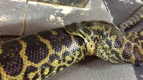 What Do Anacondas Eat Find The Surprising Truth About