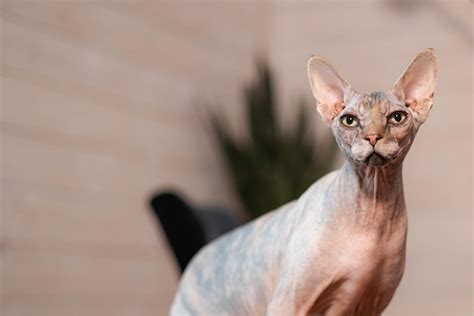 Premium Photo Portrait Of Canadian Sphynx Cat Kitten Blue Mink With