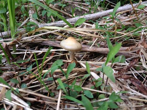 Mushrooms Of West Virginia — Psilocybe Ovoideocystidiata