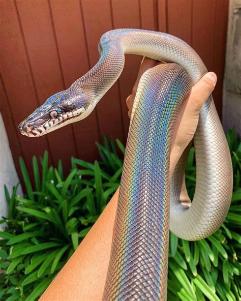 Ont Know About You But We Love Snakes 🥺🖤🐍 Scarlet The Southern White