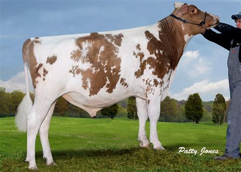 Red And White Holstein Bull In 2022 Holstein Bull Dairy Cows Bull