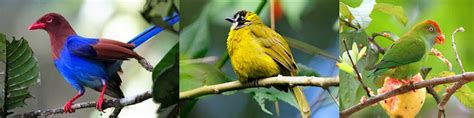 Sri Lankan Endemic Birds Wali Kukula The Ceylon Junglefowl Gallus