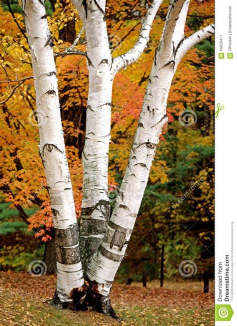 White Birch Tree In Autumn Stock Image Image Of Three 66629411