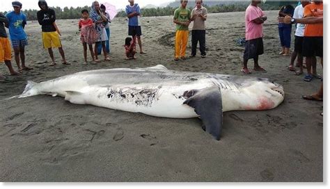 Feet Great White Shark Found Dead On The East Coast Of Luzon Island Philippines Earth