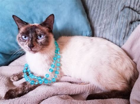 Tortie Point Siamese Pictures Facts And History Pet Keen
