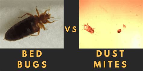 Bed Bugs House Dust Mites Whats The Difference