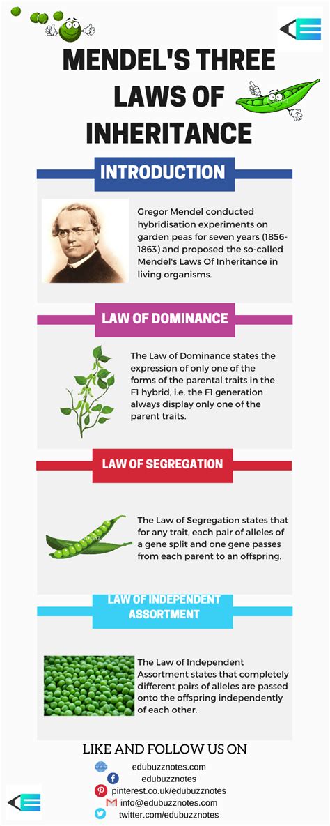 Mendel S Laws Of Inheritance Mendel S Three Laws Biology Facts
