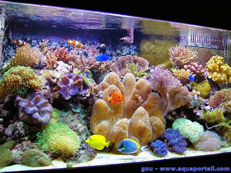 Créer Une Fourmilière Dans Un Aquarium - Aquarium récifal: définition et explications