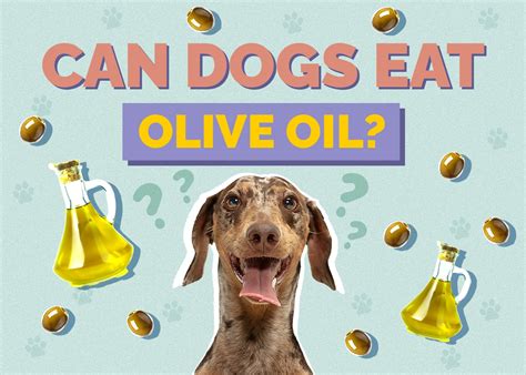 Can Dogs Have Olive Oil Vet Reviewed Nutrition Facts And Safety Guide