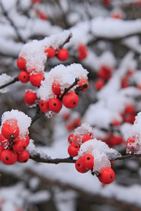 (participle ii, известные, подходит по смысловому контексту). These Flowers Actually Still Bloom in Winter, So You Can ...