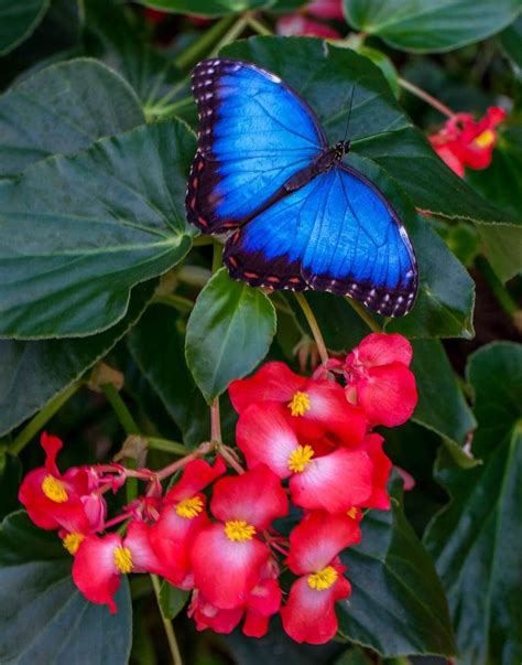 Loveliness Blue Morpho Butterfly Morpho Peleides Beautiful