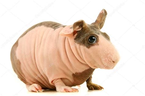 Hairless Guinea Pig Isolated On White Stock Photo By Farinosa