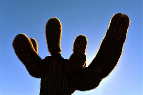 Saguaro Cactus Silhouette Photograph By Surjanto Suradji Fine Art America