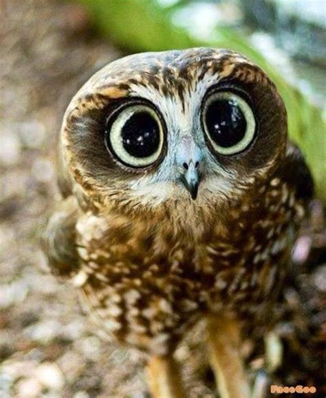 Cute Owl With Big Eyes Evan Pinterest Eyes Owl And