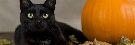 Paralizadas Las Adopciones De Gatos Negros En Halloween Ante Los