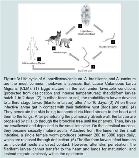 Avens Publishing Group Hookworm Related Cutaneous Larva Migrans With
