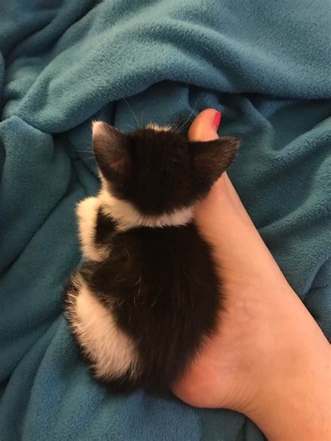 17 Animals Who Are So Smol You Wont Be Able To Think About Anything Else