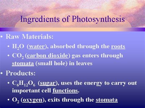 Cell Energy Photosynthesis And Respiration Photosynthesis