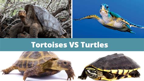 10 Best Fun Facts About Turtles Vs Tortoises Zoological World