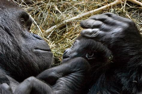 Preparing For A Gorilla Birth What To Expect When Youre Expecting Part 2