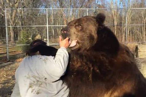 Daredevil Play Fights With Terrifying 9ft Bear Then Scratches Its Back