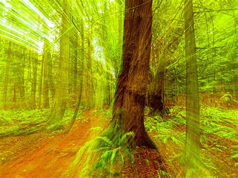 Unseen Forest Spirits Photograph By Allan Forest Fine Art America
