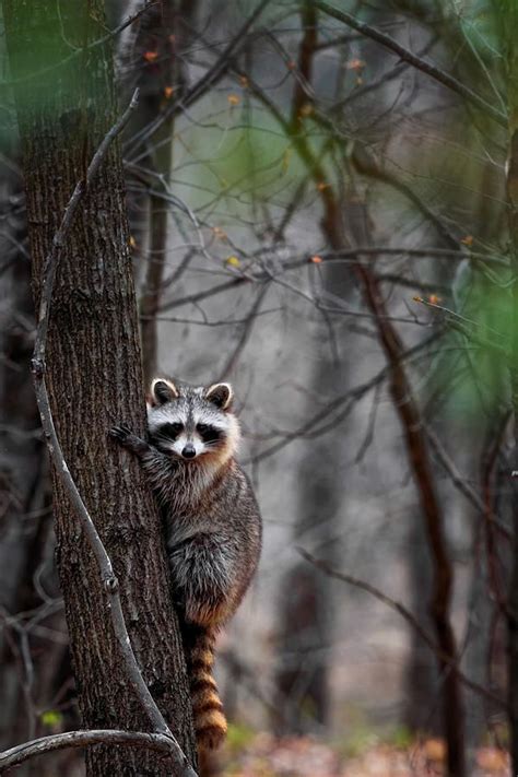 1760 Best Raccoons Images On Pinterest Animals Raccoons
