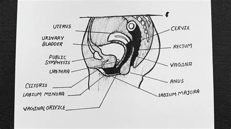 Everything you need to know. Abdominal Anatomy Chart Female : Anatomy Of The Female Pelvis : Ct, mri, radiographs, anatomic ...