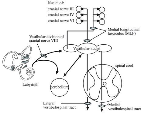 Diagram Of The Central Vestibular System With Multiple Interactions