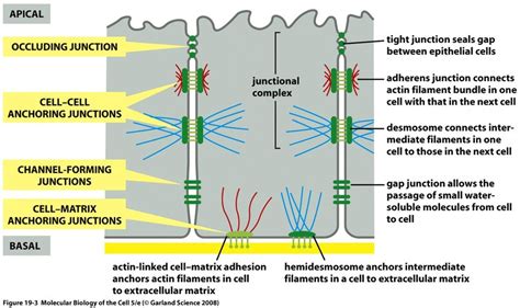 What Are The Types Of Cell Junctions Epithelial Tissue Anatomy And Physiology I