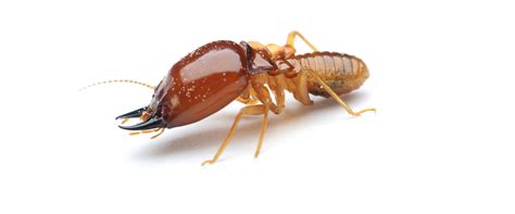 Stories and articles related to residential pest control services. Austin Termite Control | Stride Pest Control