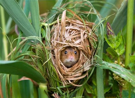 Baby field mice in nest. Pin on Animals - Small Animals