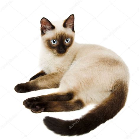 Siamese Cat — Stock Photo © Kovalvs 2810019