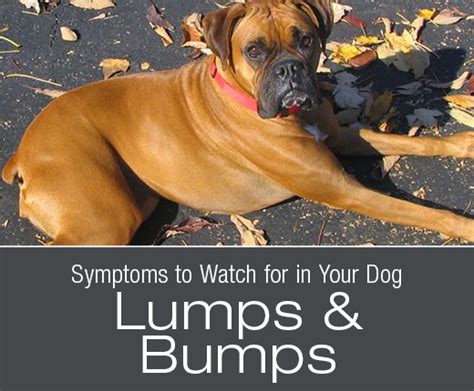 Symptoms To Watch For In Your Dog What Is That Bump Dawg Business