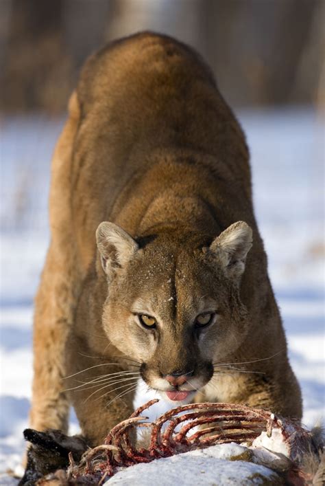 At one time, it ranged from the yukon in canada to the in fact, there are more than 80 names for the puma, more names than any other animal, according to. Puma (Puma concolor) - Monde Animal