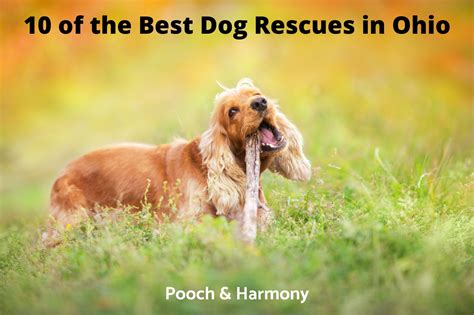 9 Of The Best Dog Rescues In Ohio Pooch And Harmony