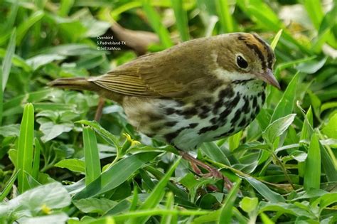 Ovenbird Up Close And Personal