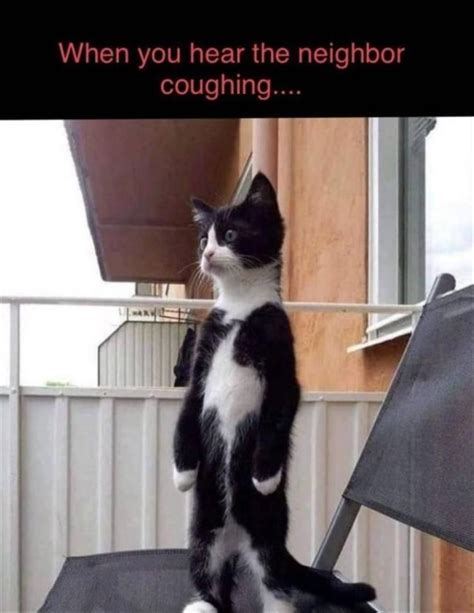 coughing cat meme video finest blogging pictures library