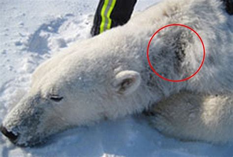 Polar Bears With Alopecia In Arctic Daily Mail Online