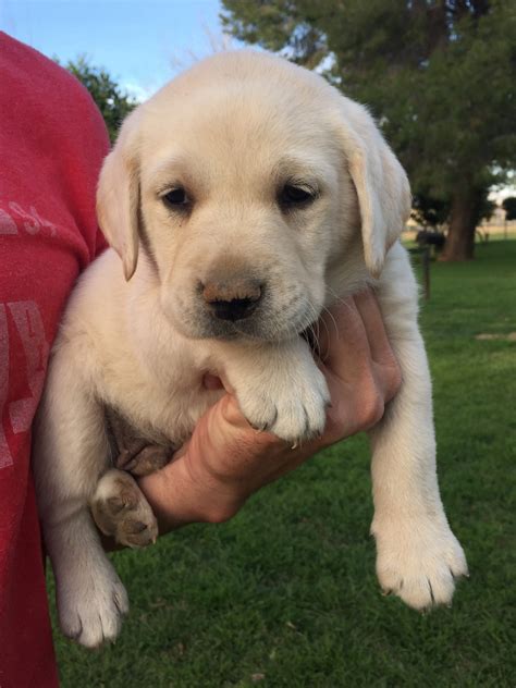 Golden Labrador Retriever Puppies For Sale Yellow Labrador Puppies