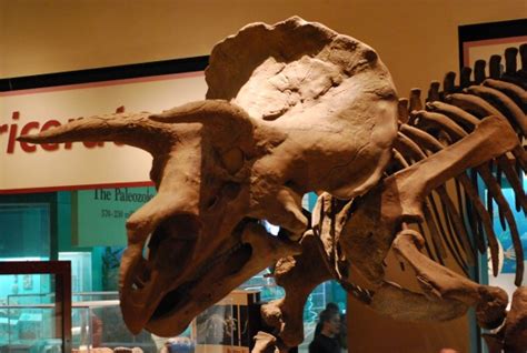 Triceratops Wasnt Toxic Science Smithsonian Magazine