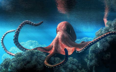 What Does The Octopus Eat Worldatlas