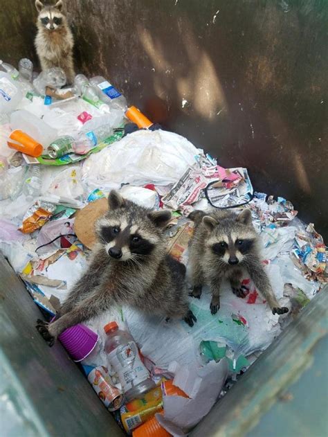 I Found Some Cute Baby Trash Pandas Today Aww