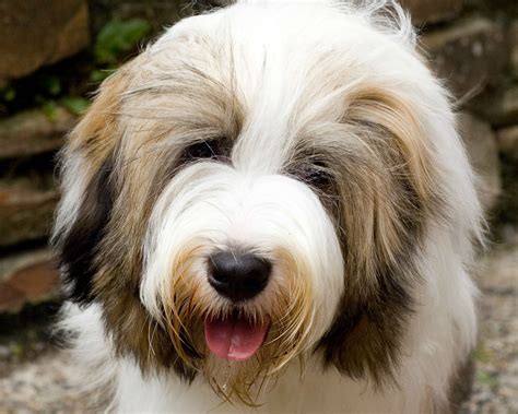 Tibetan Terrier Puppies at Tiamastae | Tibetan terrier, Terrier puppies, Terrier