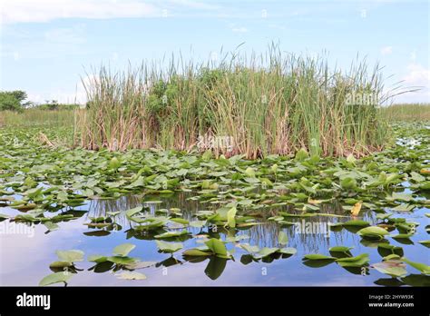 Natural View Of Lily Pads In Wetlands Of The Everglades In Florida Usa