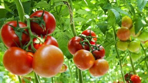 Manfaat Buah Tomat Bagi Kesehatan Dan Juga Dapat Diet Secara Alami