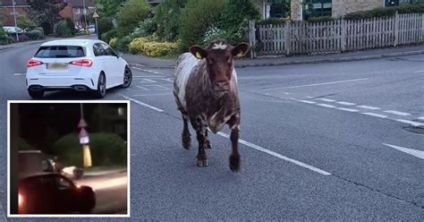 video shows thames valley police car hitting escaped woodley cow berkshire live